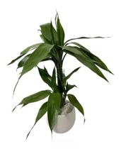 Planta Natural Bambu Da Sorte 4 Hastes Auto Irrigável Arranj Planta Natural Bambu Da Sorte 4 Hastes Auto Irrigável Arranj