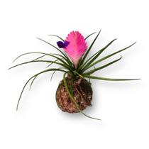 Planta Natural Bromélia Tlândsia Em Kokedama Fácil Cultivo Jardim Tropical