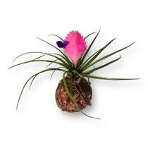 Planta Natural Bromélia Tlândsia Em Kokedama Fácil Cultivo Jardim Tropical