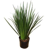Planta Natural Moreia Planta Natural Moreia