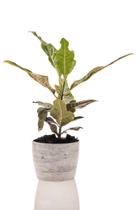 Planta natural para interior Croton Petra + Vaso Decorativo - Mini Plantas