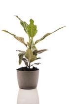 Planta natural para interior Croton Petra + Vaso Decorativo