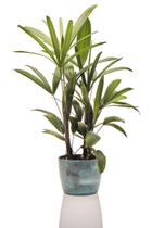 Planta natural para interior Rafis Anã + Vaso Decorativo - Mini Plantas