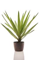 Planta natural para interior Yucca Variegata + Vaso Decorativo - Mini Plantas