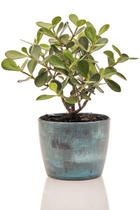 Planta natural para sol pleno Clusia + Vaso Decorativo - Mini Plantas