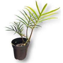 Planta Natural Philodendron Tortum Rara Colecionador - mundo verde