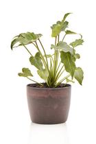 Planta natural Xanadu + Vaso - Mini Plantas