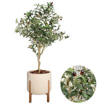 Planta Oliveira Artificial Arranjo Com Vaso Luxo Pé Madeira - Planta Oliveira Artificial Arranjo Com Vaso Luxo Pé Madeira -