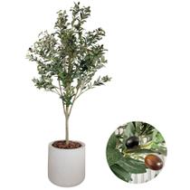 Planta Oliveira Artificial Completo com Vaso Realista 1.70m Planta Oliveira Artificial Completo com Vaso Realista 1.70m
