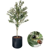 Planta Oliveira Artificial Completo com Vaso Realista 1.70m Planta Oliveira Artificial Completo com Vaso Realista 1.70m