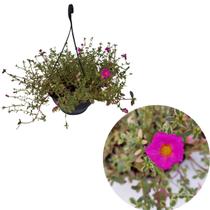 Planta Onze Horas Variegata Portulaca Beldroega Adulta Cuia Planta Onze Horas Variegata Portulaca Beldroega Adulta Cuia