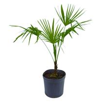Planta Palmeira Buriti 100cm - AgroJardim