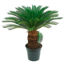 Planta Palmeira Cyca 70cm - AgroJardim