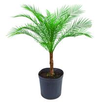 Planta Palmeira Fênix 100cm - AgroJardim