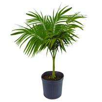 Planta Palmeira Real 100cm - AgroJardim