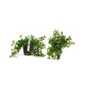 Planta Para Aquário Bacopa Monnieri Chácara Takeyoshi