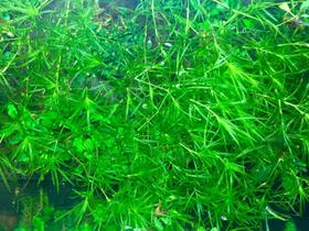 Planta para aquário KVITER Najas Guppy Grass de água doce Planta para aquário KVITER Najas Guppy Grass de água doce