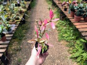 Planta Periquito - Alternanthera Rosea - Planta Ornamental de Folhagem Rosa
