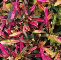 Planta Periquito - Alternanthera Rosea - Planta Ornamental de Folhagem Rosa Planta Periquito - Alternanthera Rosea - Planta Ornamental de Folhagem Rosa
