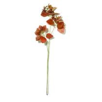 Planta Permanente 12211 Mart