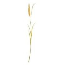 Planta Permanente 12238 Mart Planta Permanente 12238 Mart