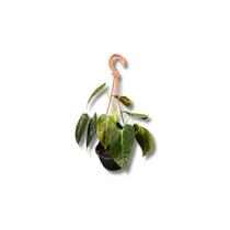 Planta Philodendron Melanochrysum Exótica Rara Cuia 13 Decoração Pendente Planta Philodendron Melanochrysum Exótica Rara Cuia 13 Decoração Pendente