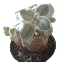 Planta Rainha-do-abismo (sinningia Leucotricha) Pote 11