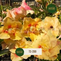 Planta Rosa do Deserto AMARELA DOBRADA TS289