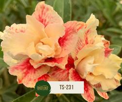 Planta Rosa do Deserto Amarela e Laranjada Dobrada TS231