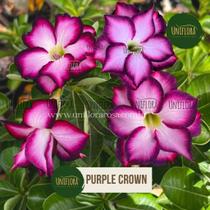 Planta Rosa do Deserto Bordas Roxas Purple Crown