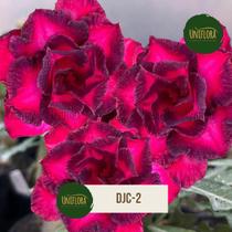 Planta Rosa do Deserto BRANCA DOBRADA TRIPLA ROXA DJC2 - UNIFLORA