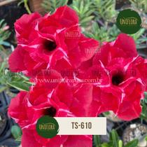 Planta Rosa do Deserto buque vermelha TS610