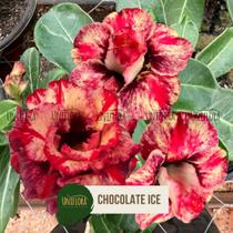 Planta Rosa do Deserto Chocolate Ice Cream Perfumada IMPORTADA