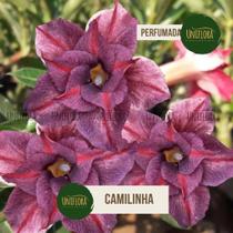 Planta Rosa do Deserto DOBRADA CAMILINHA Perfumada