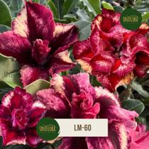 Planta Rosa do Deserto DOBRADA COR EXÓTICA LM-60