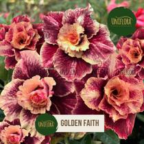 Planta Rosa do Deserto DOBRADA GOLDEN FAITH (Perfumada) - UNIFLORA