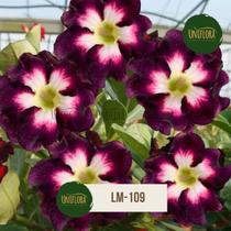 Planta Rosa do Deserto DOBRADA ROXA E BRANCA LM109 Planta Rosa do Deserto DOBRADA ROXA E BRANCA LM109