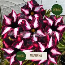 Planta Rosa do Deserto Dobrada roxa exótica VIUVINHA