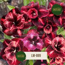 Planta Rosa do Deserto Exótica TONS MARRONS COM VERMELHO LM889