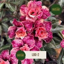 Planta Rosa do Deserto FLOR DOBRADA COR LINDA BRD LBG2