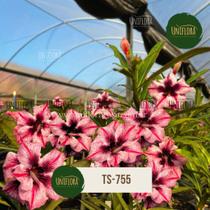 Planta Rosa do Deserto Flor Dobrada Delicada TS755