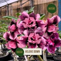 Planta Rosa do Deserto FLOR DOBRADA VELOVE DOWN