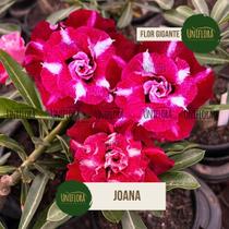 Planta Rosa do Deserto Flor Gigante Vermelha PERFUMADA BRD Joana