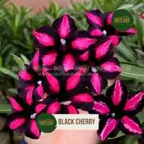 Planta Rosa do Deserto FLOR SINGELA NEGRA COM PINK BLACK CHERRY Planta Rosa do Deserto FLOR SINGELA NEGRA COM PINK BLACK CHERRY