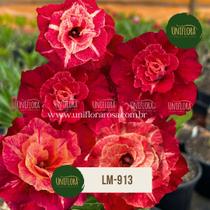 Planta Rosa do Deserto Flor vermelha gigante LM913