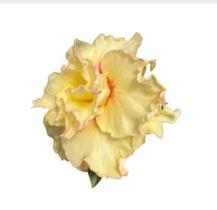 Planta Rosa do Deserto KEIKKO