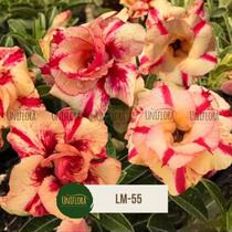 Planta Rosa do Deserto LM-55 Flor Dobrada, Gigante com Perfume Intenso - UNIFLORA