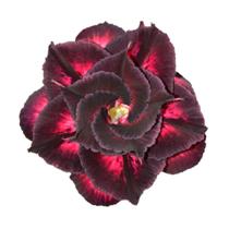 Planta Rosa do Deserto LM50 ROXA EXÓTICA Multipétalas