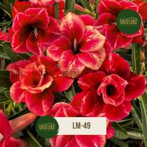 Planta Rosa do Deserto MATRIZ Avermelhada LM49