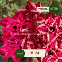 Planta Rosa do Deserto PLANTA ADULTA DE FLOR DOBRADA COR MESCLADA com perfume suave LM154